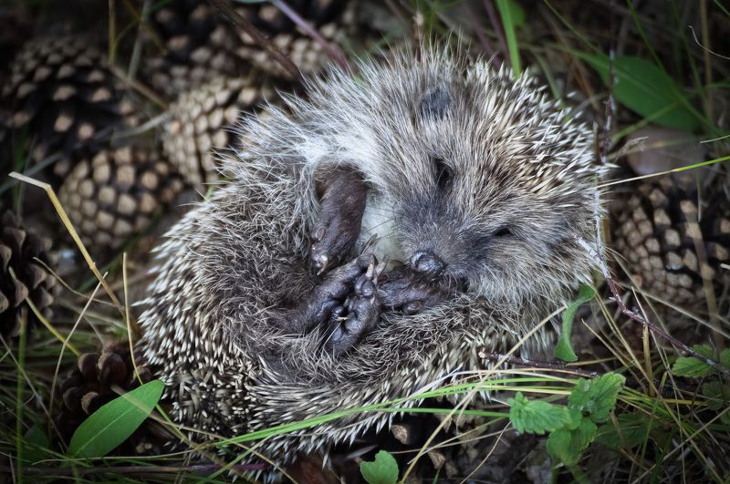 Отдыхающий ёжик фото превью