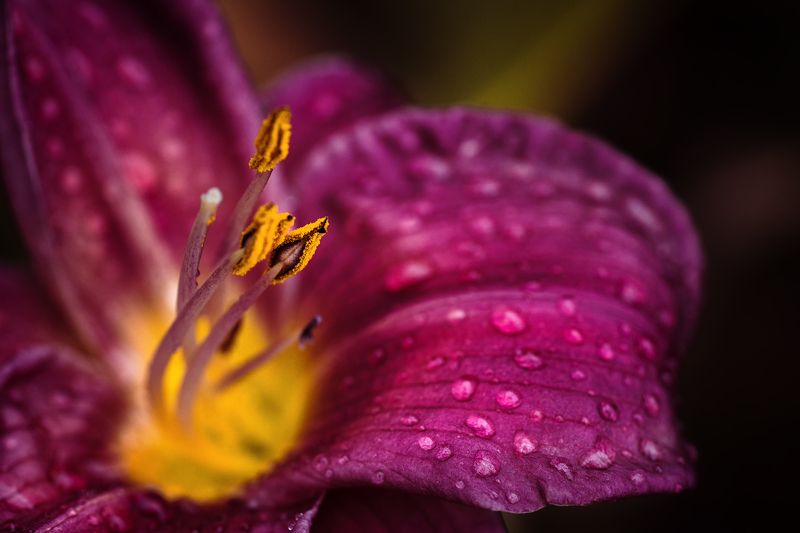 цветок, капли, лилейник, лепестки Яркая осень фото превью