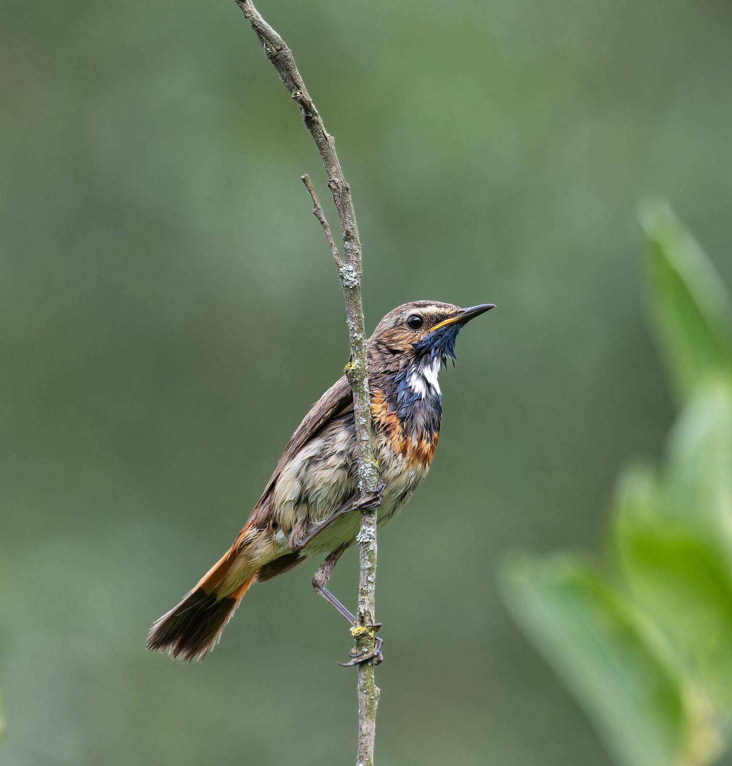 Bluethroat/Варакушка/Luscinia svecica, Акулов Александр