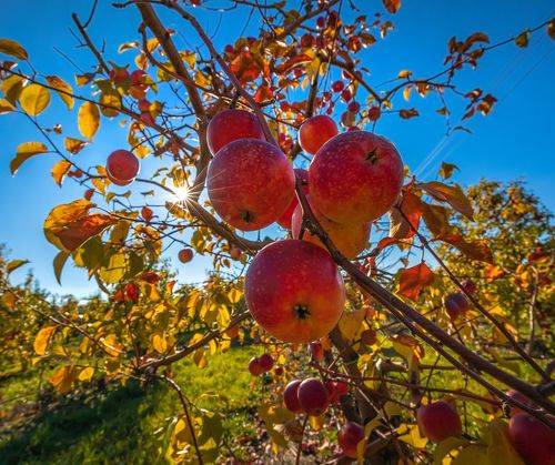 Золотые сады