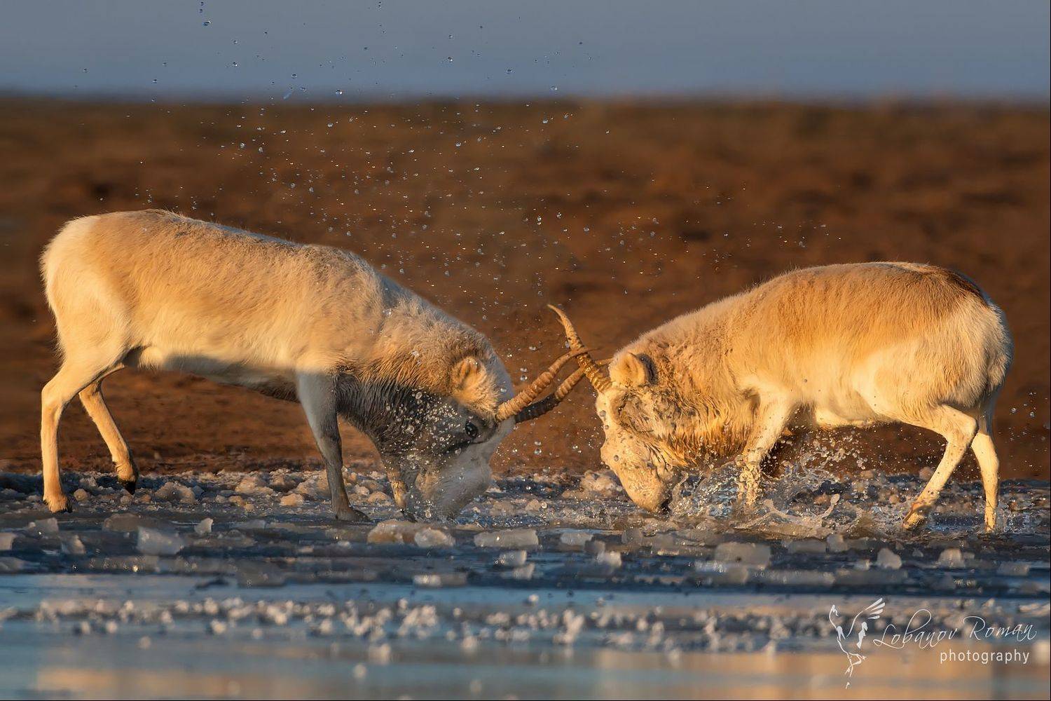 , Лобанов Роман