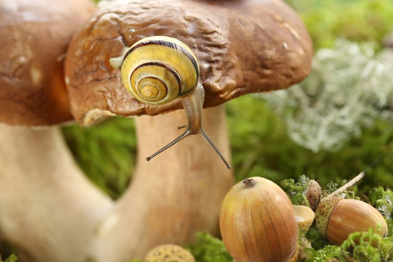 природа, грибы, улитки  фото превью