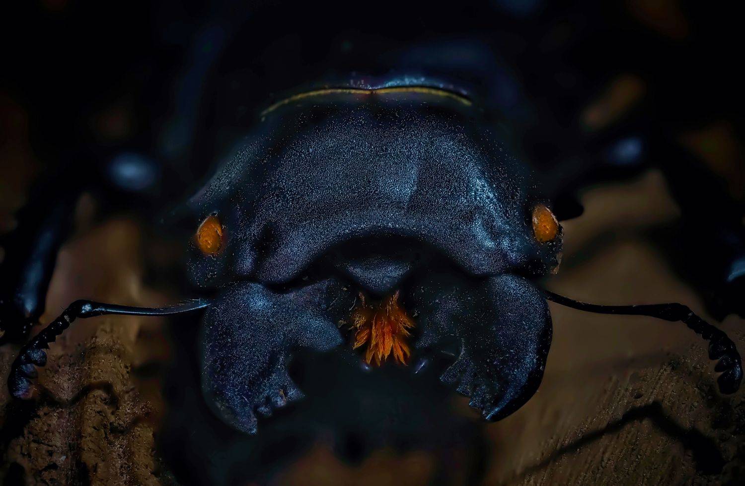 жуки, Савчук Анатолий