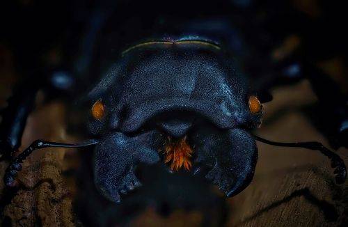Odontolabris Stevensi