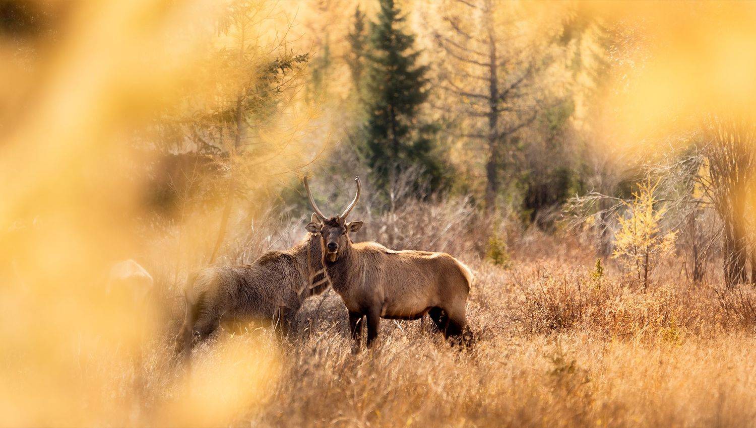 осень, марал , Василеня Роман