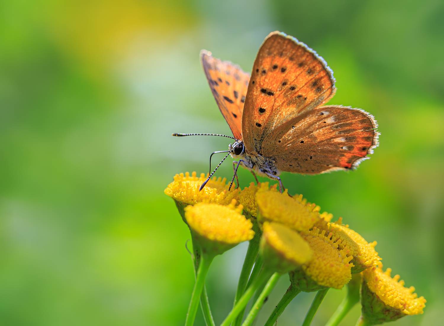 насекомые, бабочка, голубянка, червонец, огненный, цветок, пижма, лето, август, Борис Новиков