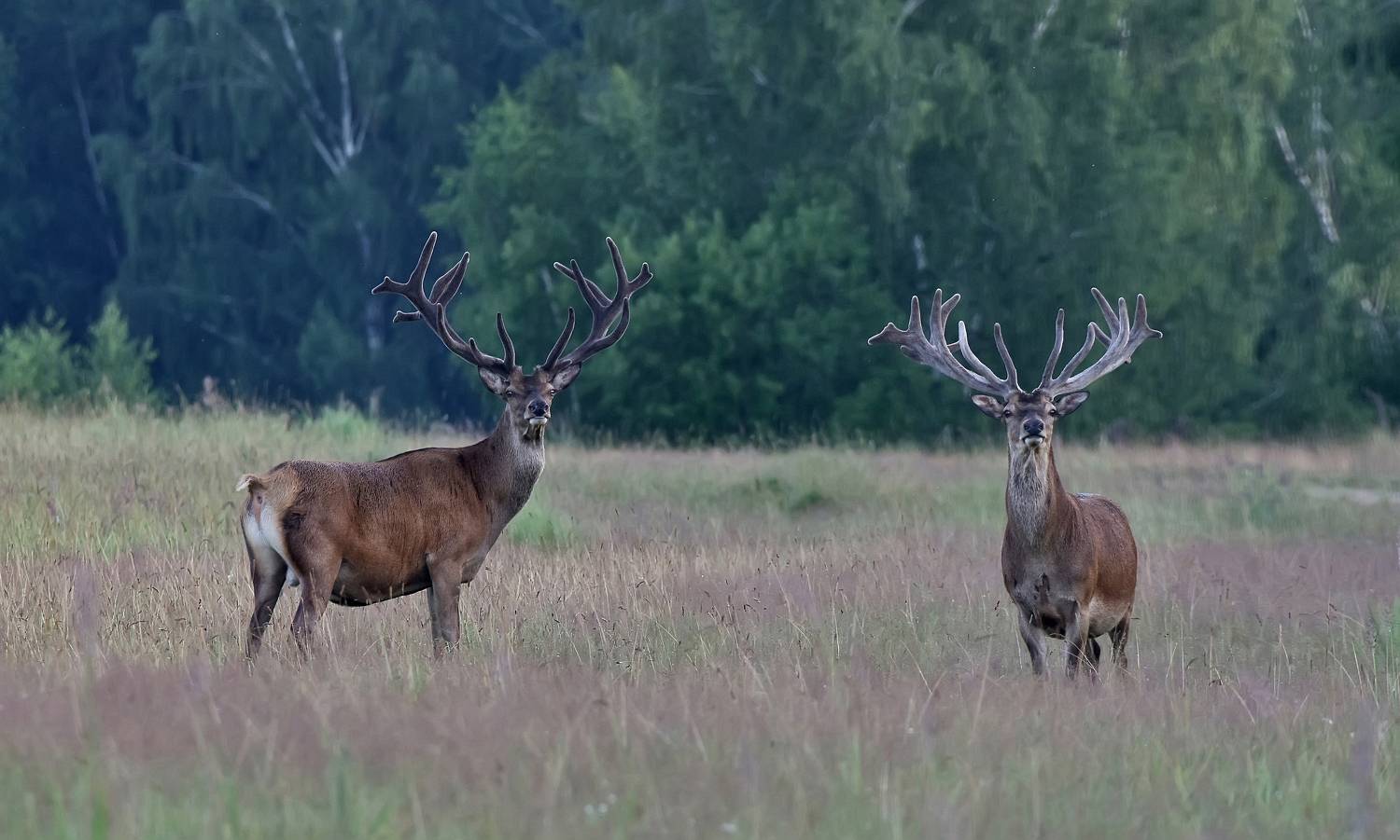 , Макеев Алексей