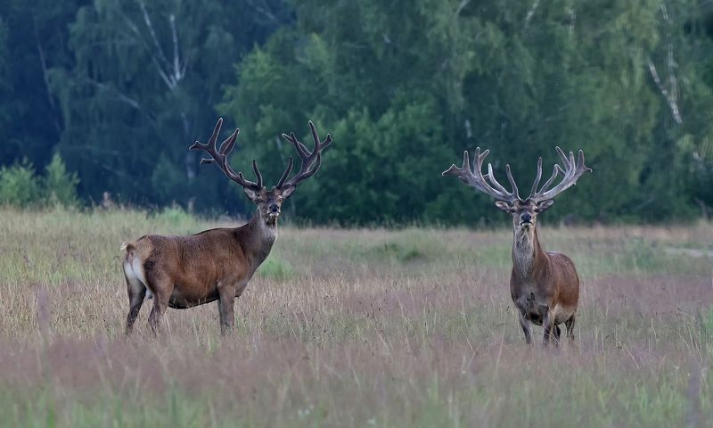 ... фото превью