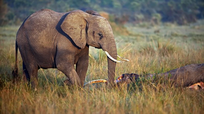 Слоны тоже плачут... фото превью