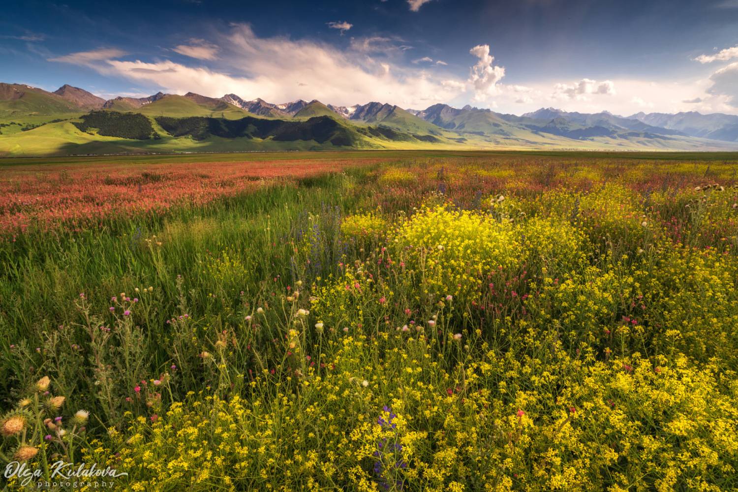 , Ольга Кулакова