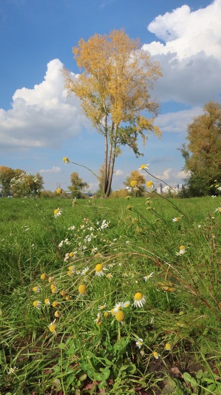 осень,дерево,ромашки,небо,облака Начало осени фото превью