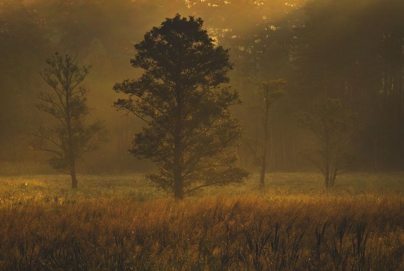 Golden Hour фото превью