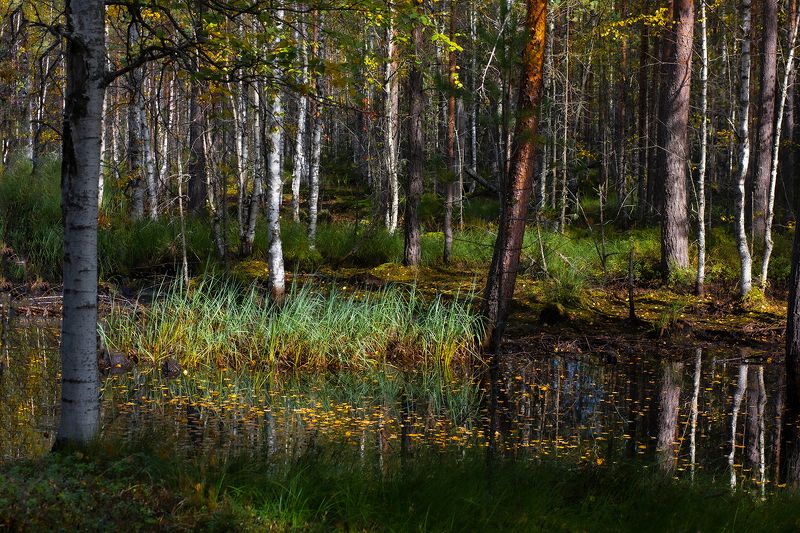 Лес. Осень. фото превью