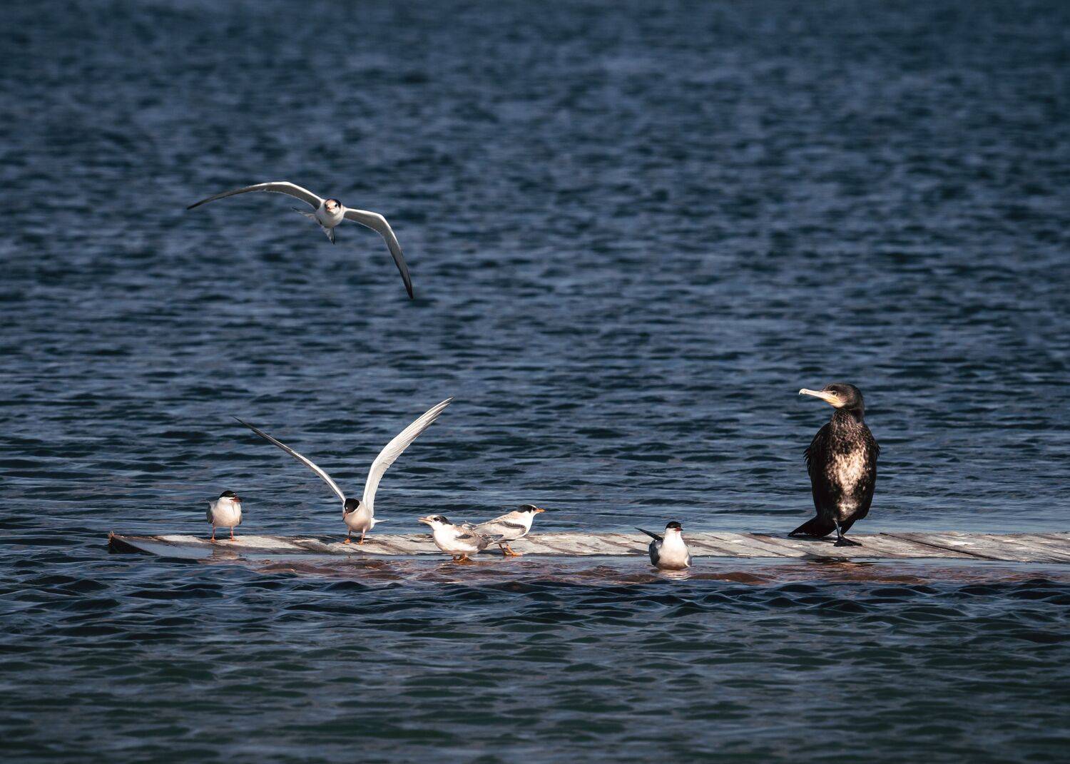 , Евгений Важенин