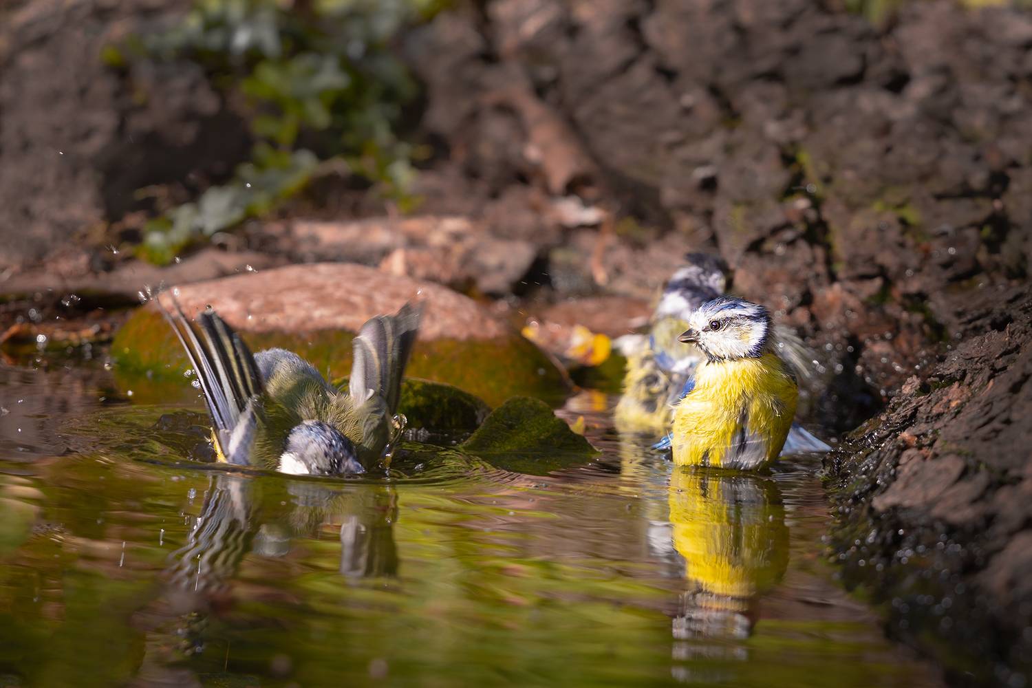 , Чудинин Дмитрий