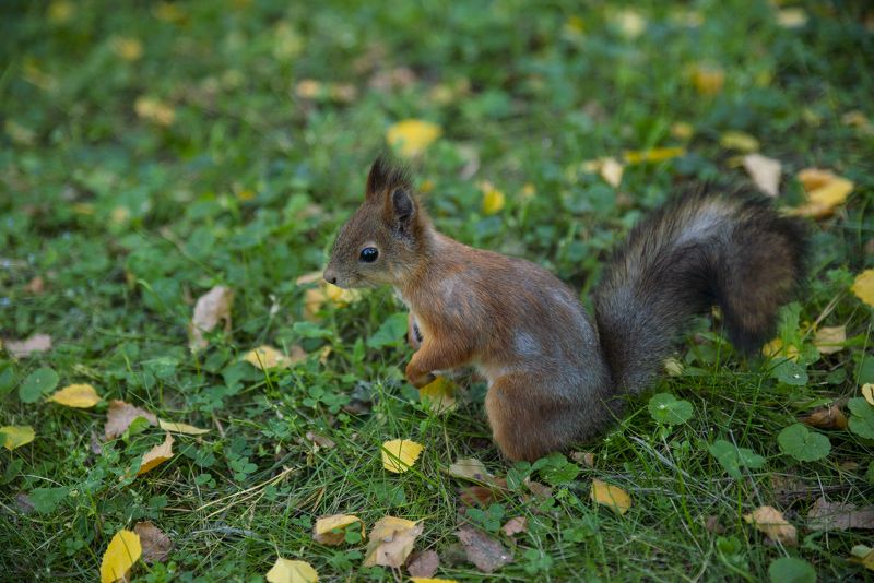 Белочка фото превью