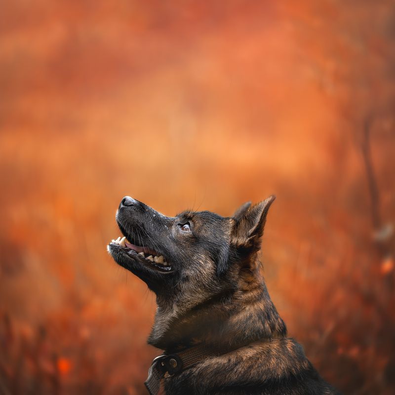 собака Чарли фото превью