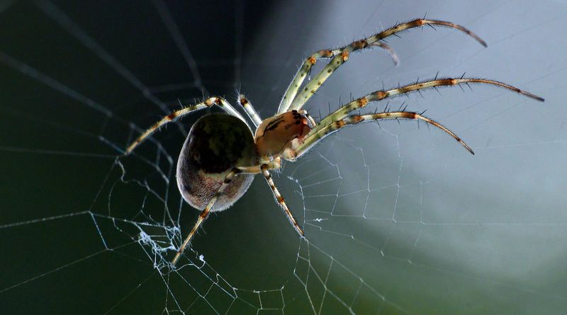 Во всей красе. фото превью