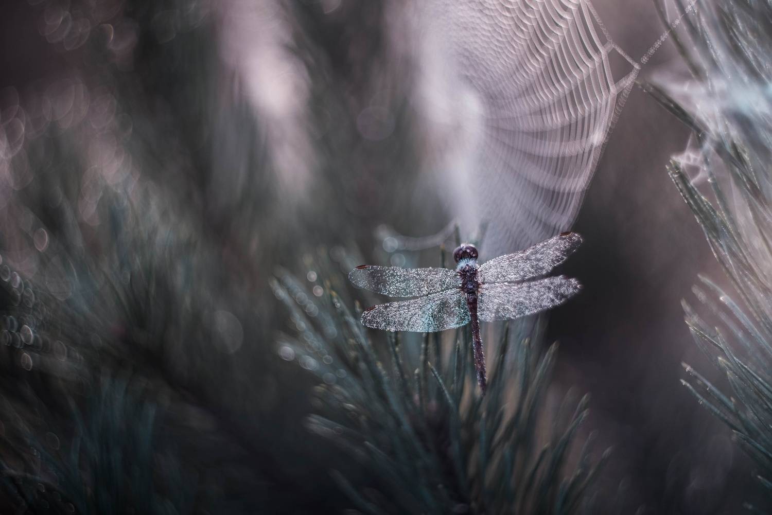 , Лапшина Владлена