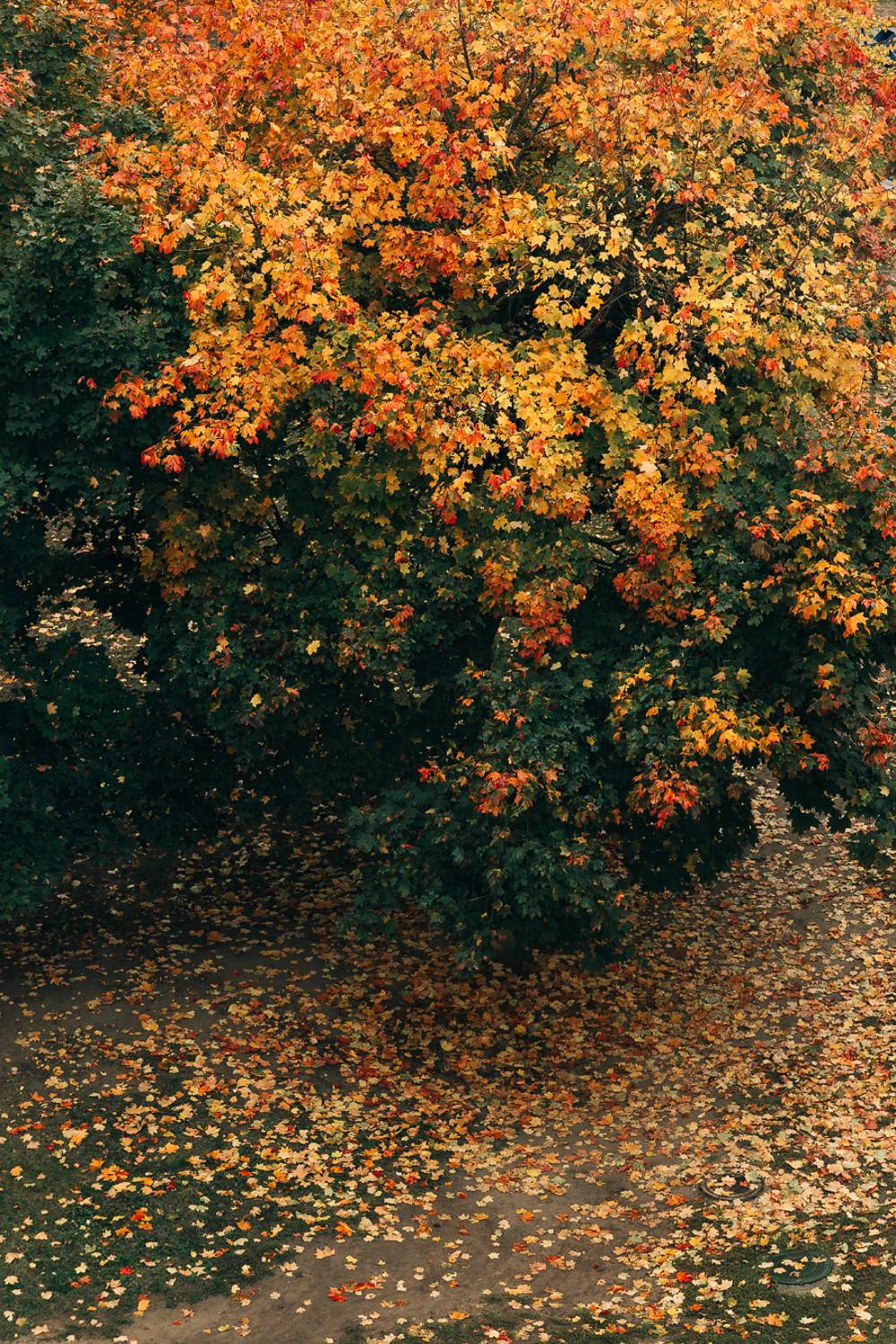 , Вадим Миронов