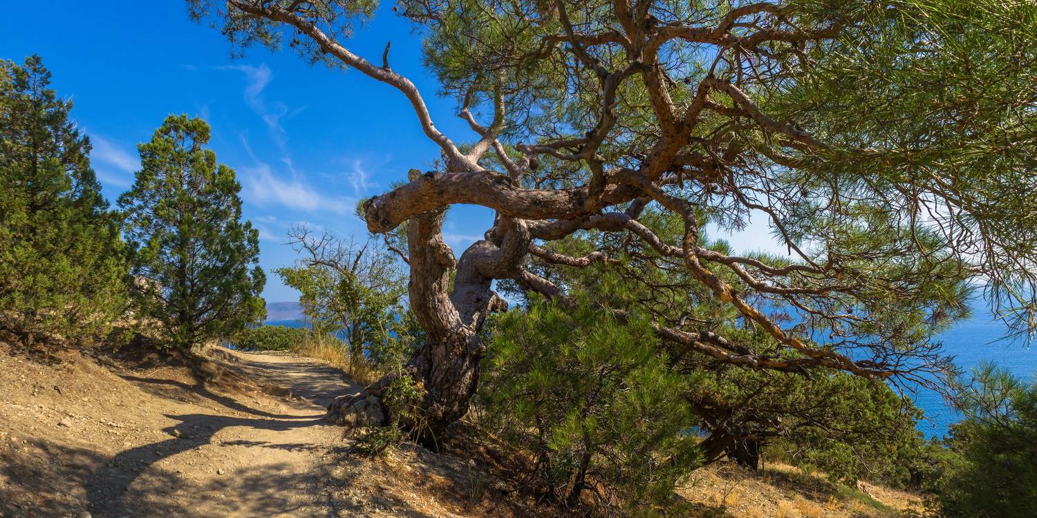 крым, лето, можжевельник, пейзаж, Юрий Морозов