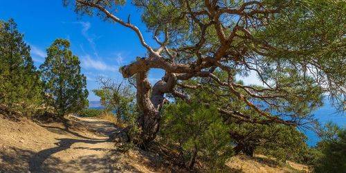 Новый Свет. Можжевеловая роща