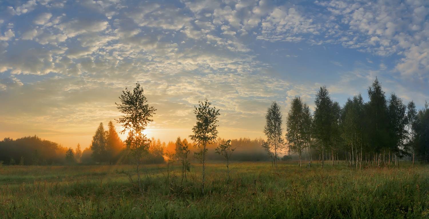 рассвет, лес, Александр Свистков