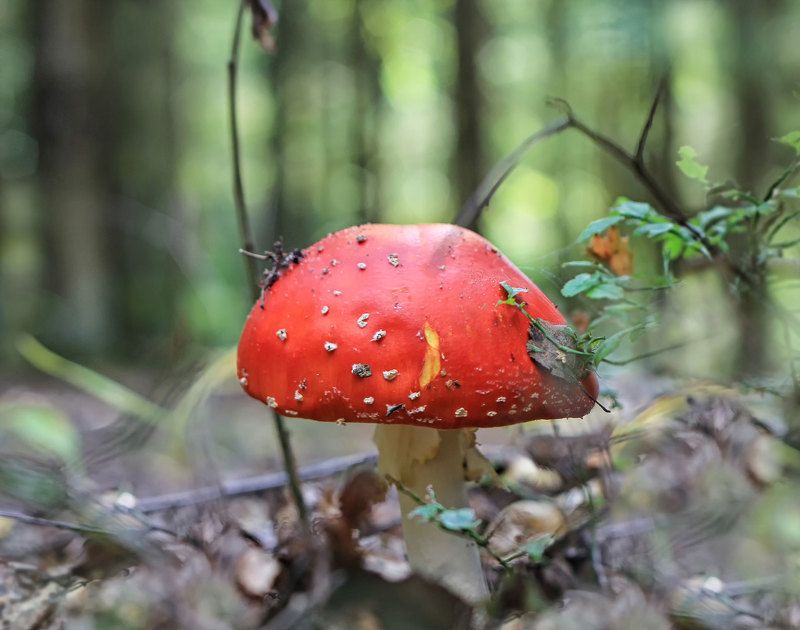 ... едят ли лоси мухоморы? фото превью