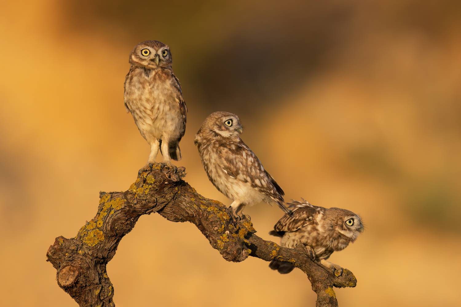 , Фруман Евгений