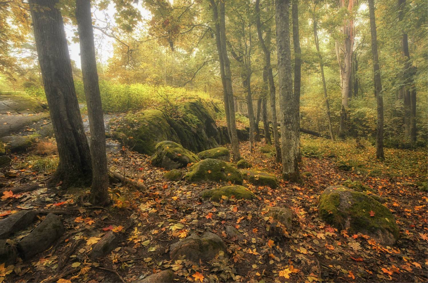 деревья камни мох листья, Вера Петри