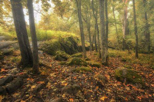 В осеннем лесу