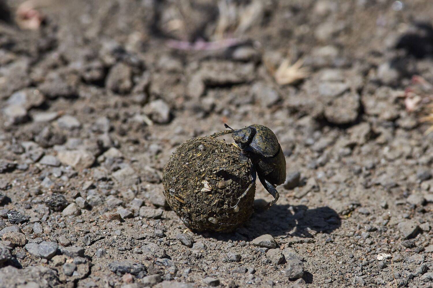 Scarabaeus sacer, macro, volgograd, russia, wildlife, bugs, , Сторчилов Павел