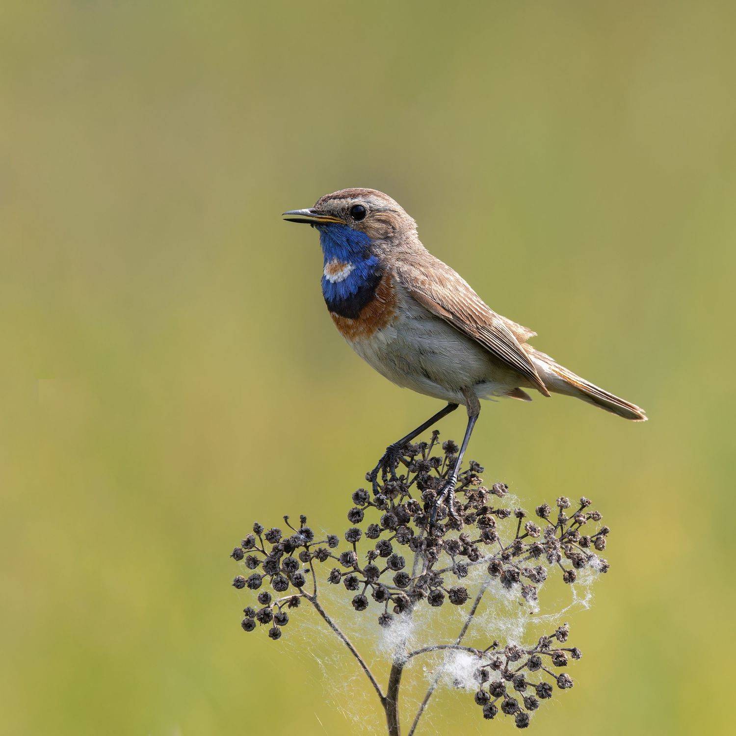 Bluethroat/Варакушка/Luscinia svecica, Акулов Александр