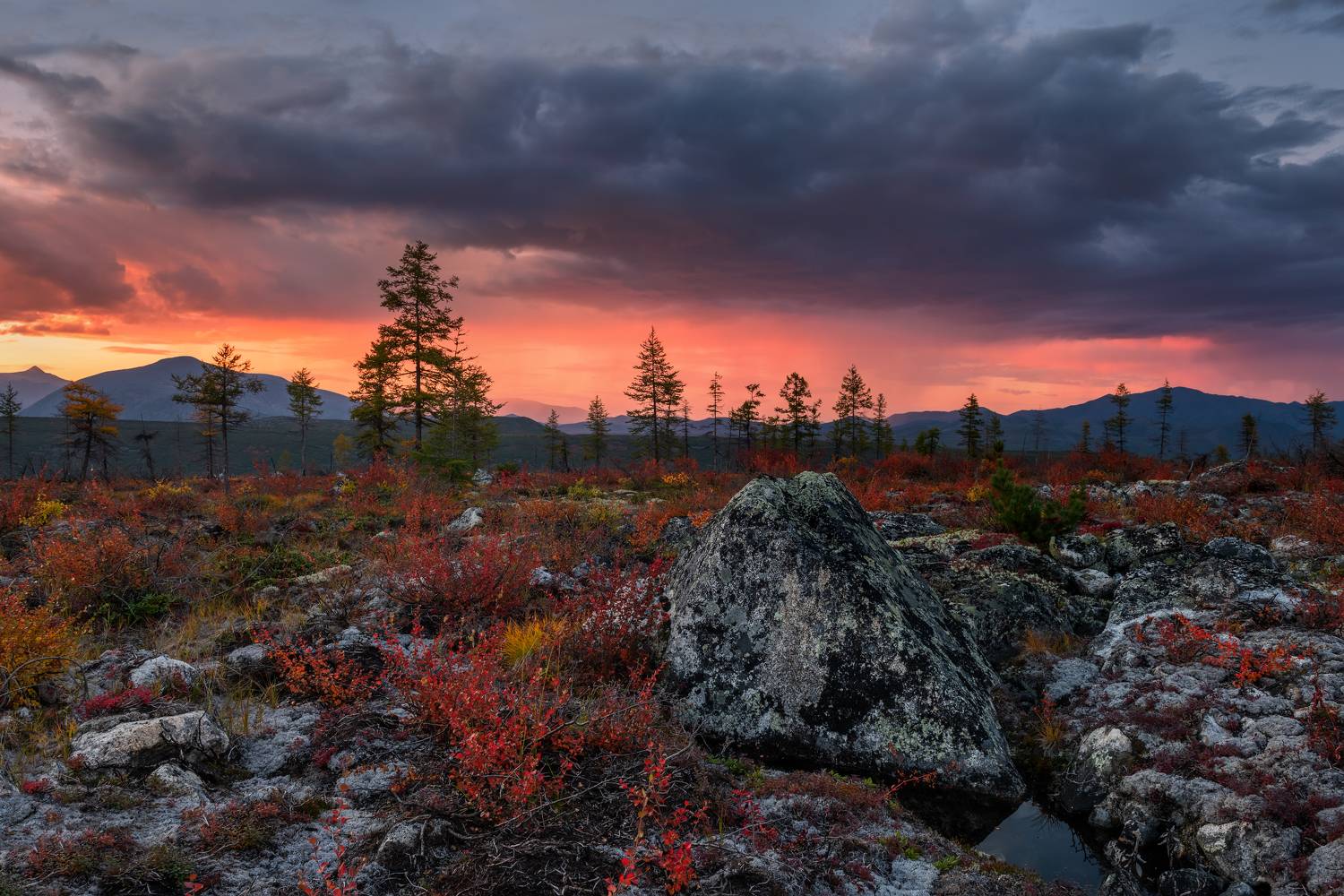 , Максим Евдокимов