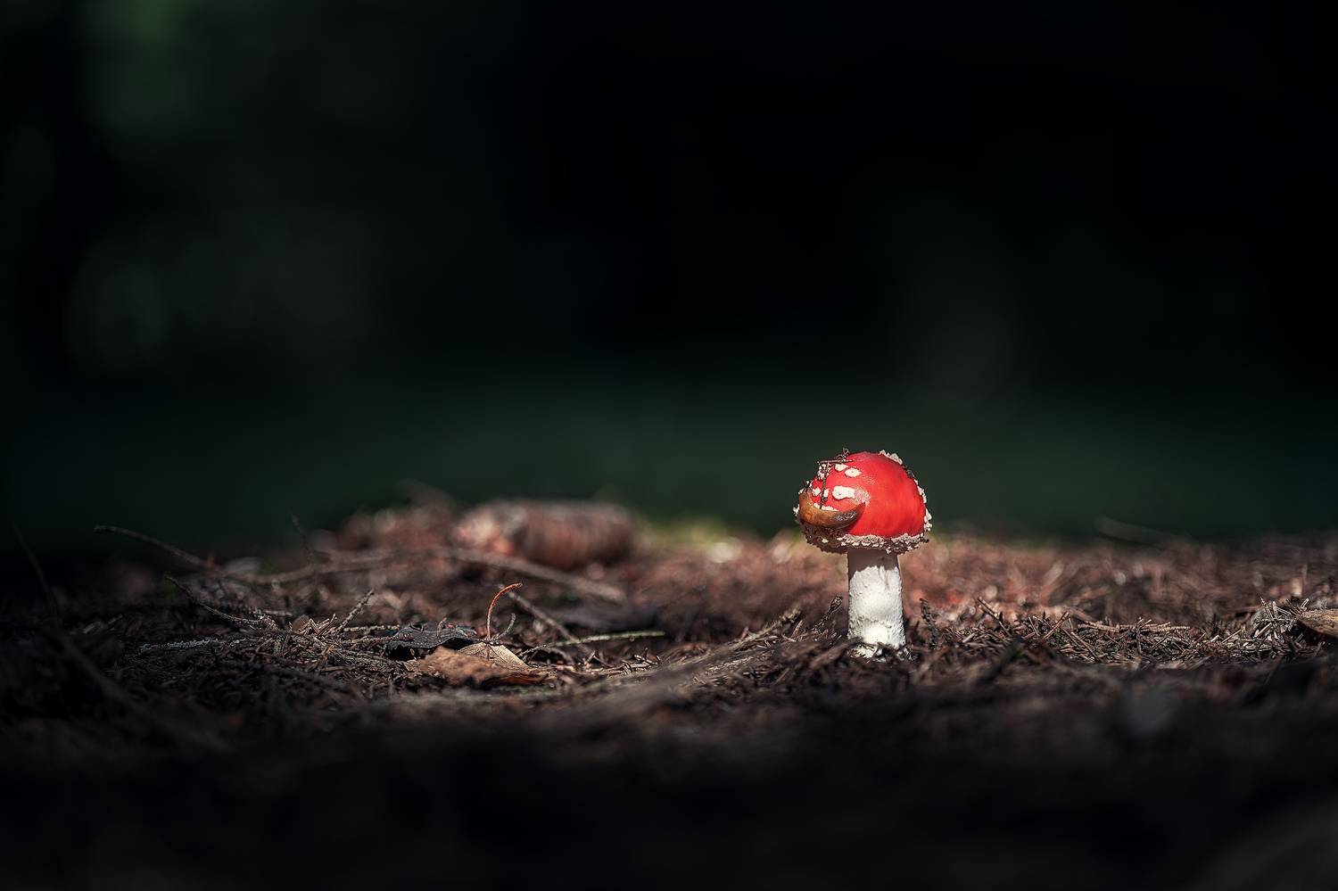 , Загруев Михаил