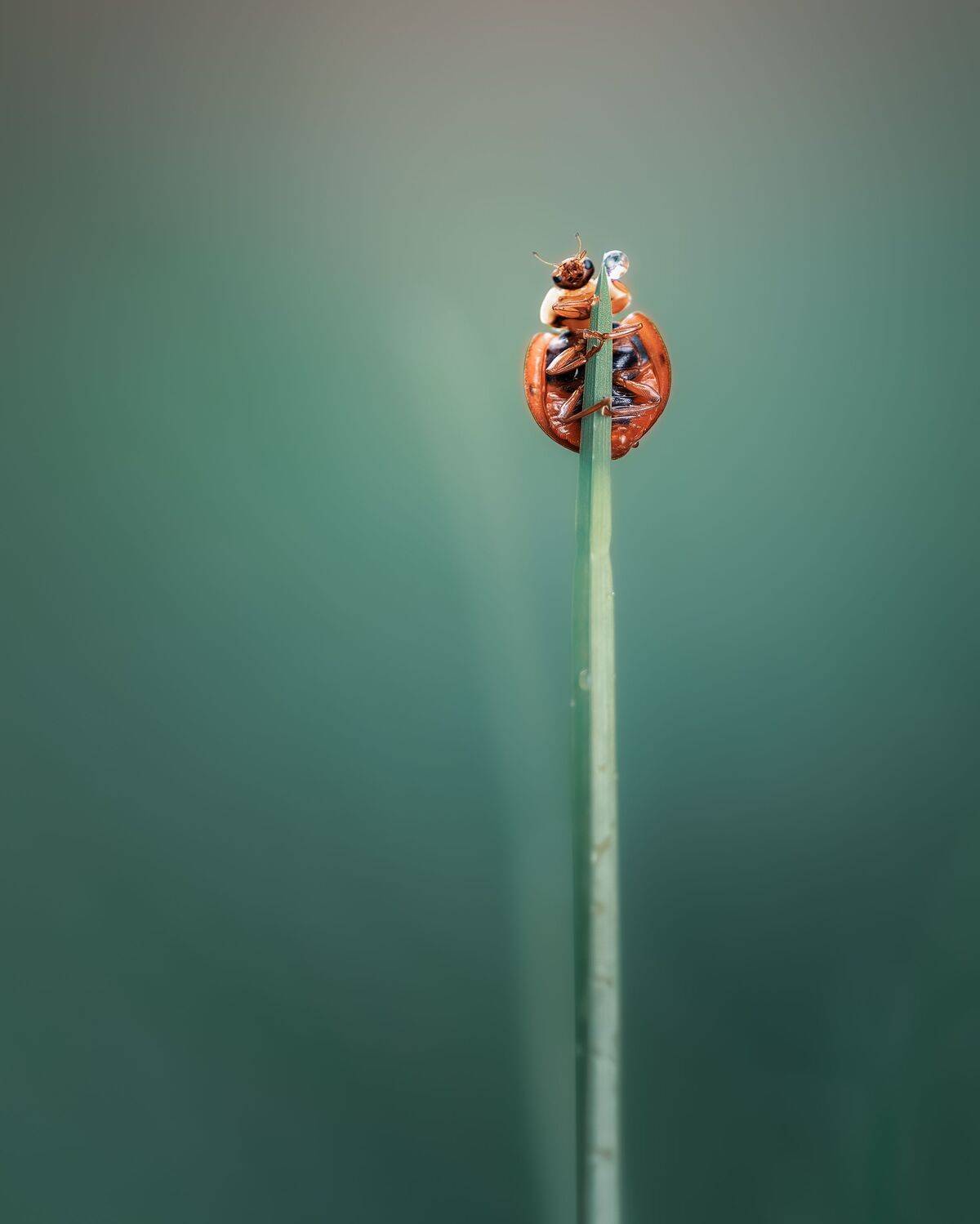 ladybug, beetle, insect, flower, macro, bugs, ladybird,, Atul Saluja