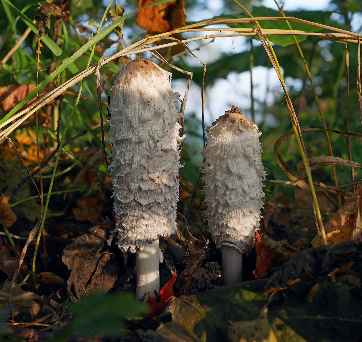 грибы., sasha yudin