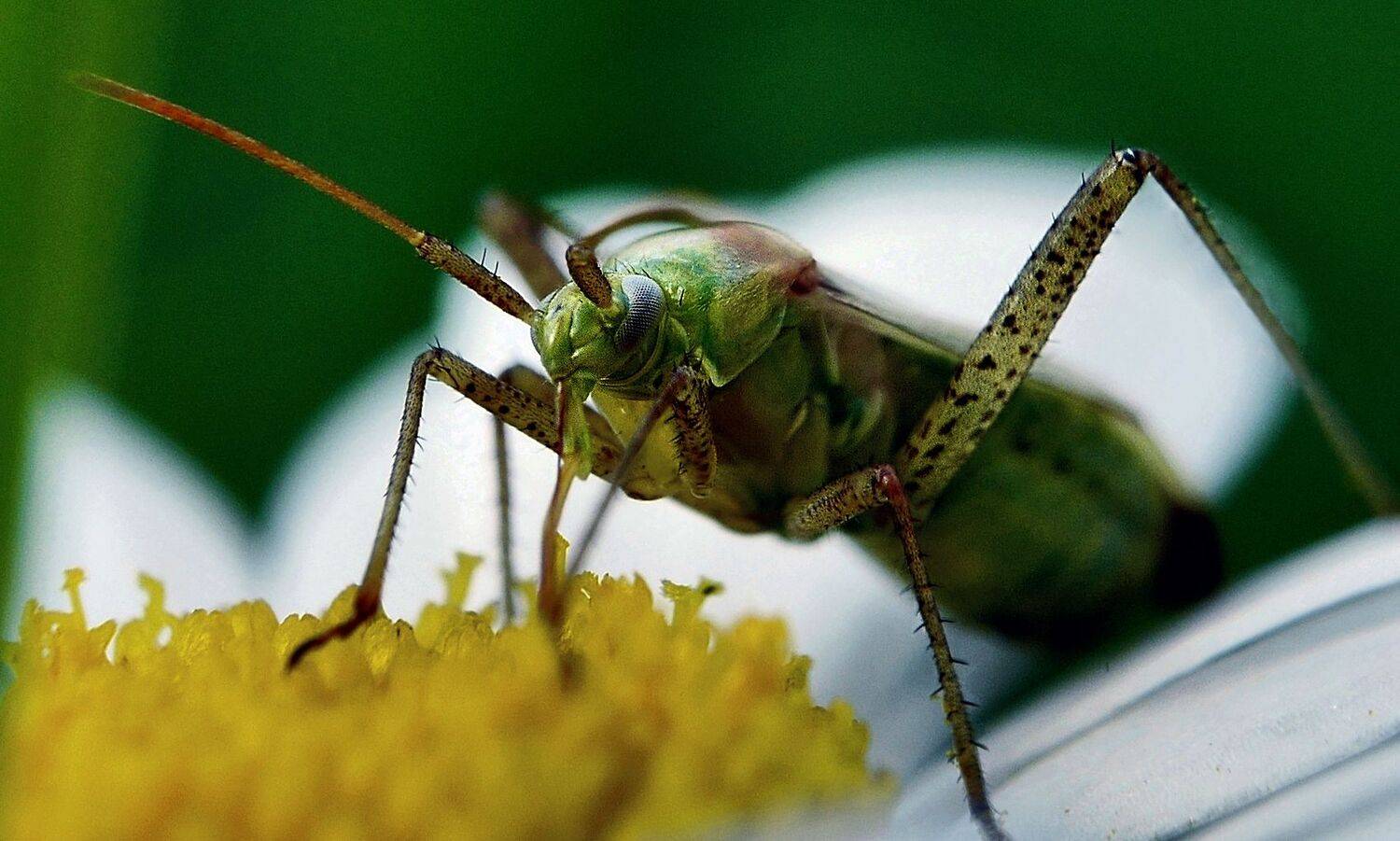 макро, sasha yudin