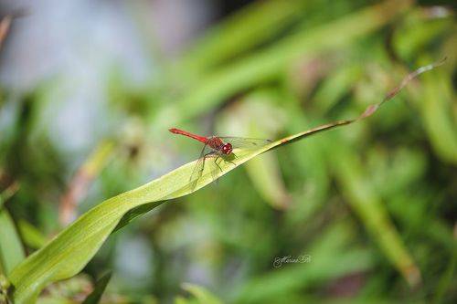 В один прекрасный солнечный день)