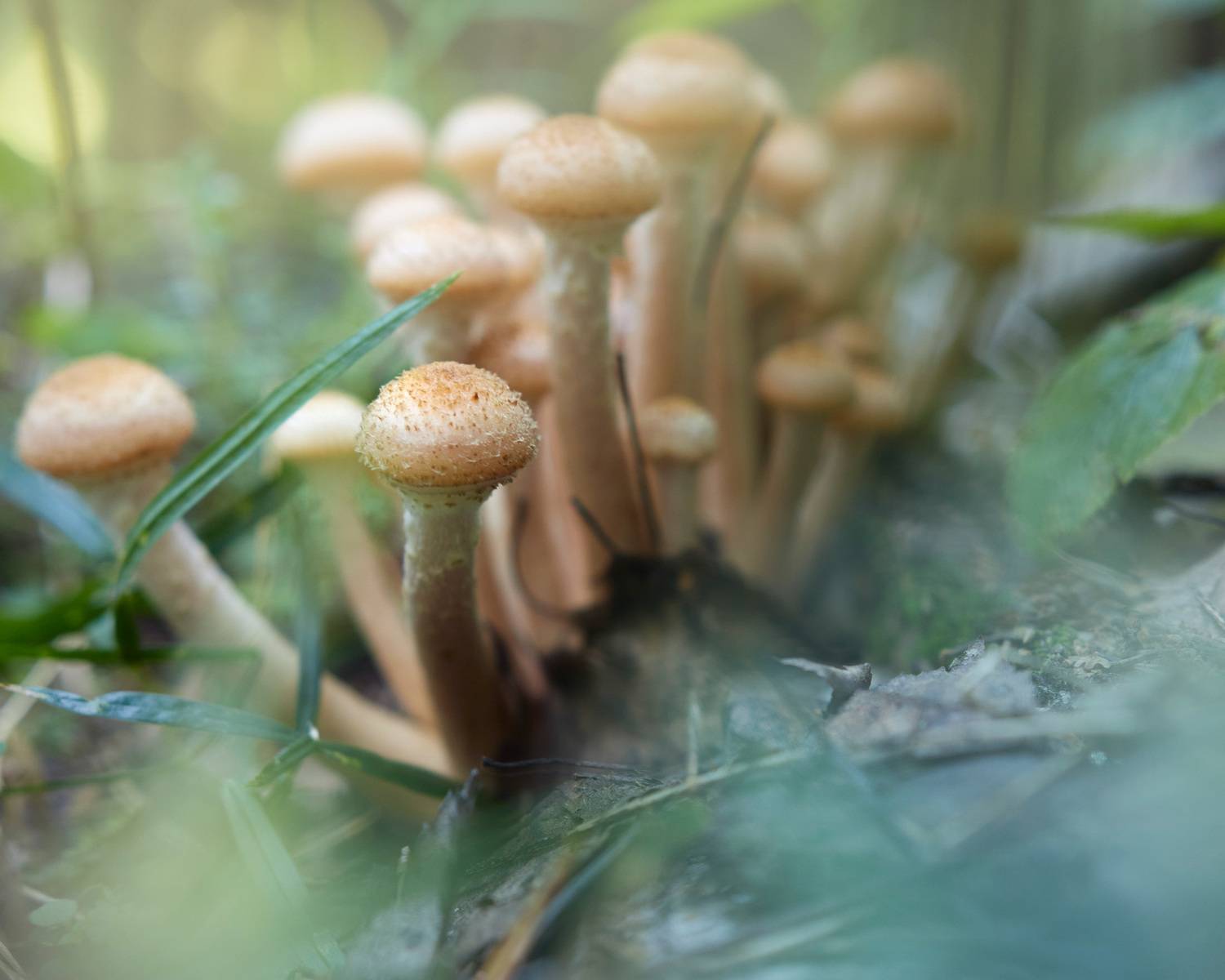 грибы, Валерий Вождаев