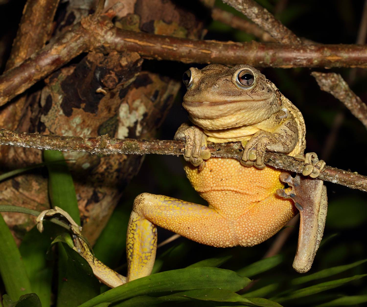 , Дмитрий Елисеев