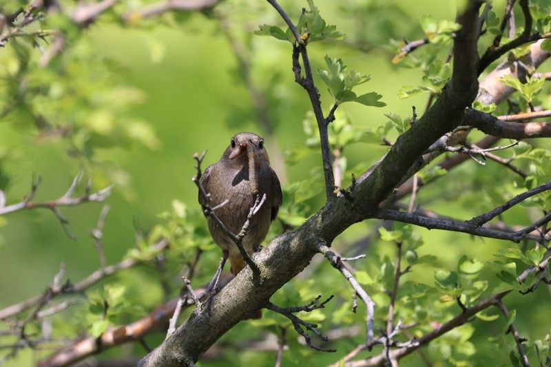 Горихвостка-чернушка, самочка горихвостки, корм птенцам Кормилица фото превью