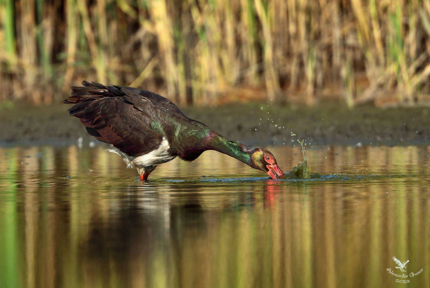 чёрный аист, Гусар Александр