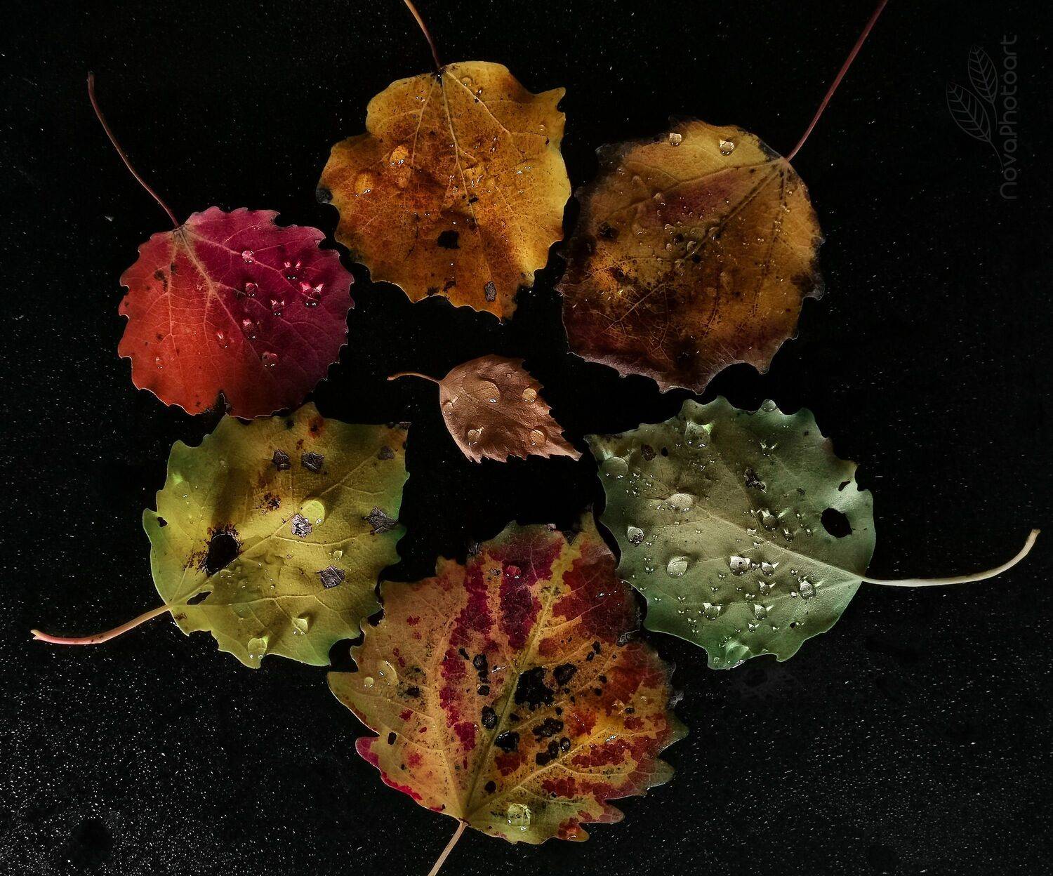 осень, листья, листва, капли, брызги, роса, Светлана Смирнова