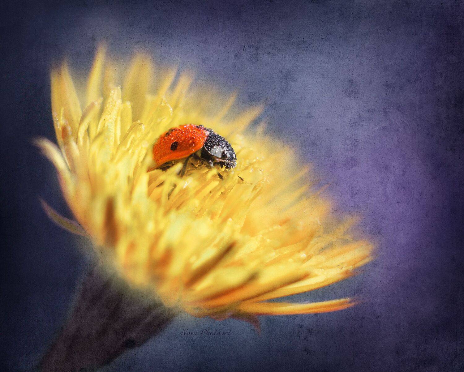 макрофотография, macro, макромир, макросъёмка, фотоприроды, nature, артфото, фотомакро, боке, мануальнаяоптика, макро, макрофото, макросъемка, красота, божьякоровка, Светлана Смирнова