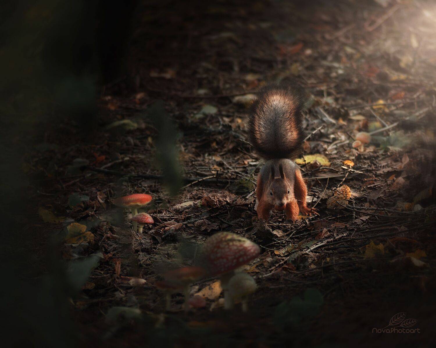 белка, лес, орехи, белочка, белки, осень, Светлана Смирнова