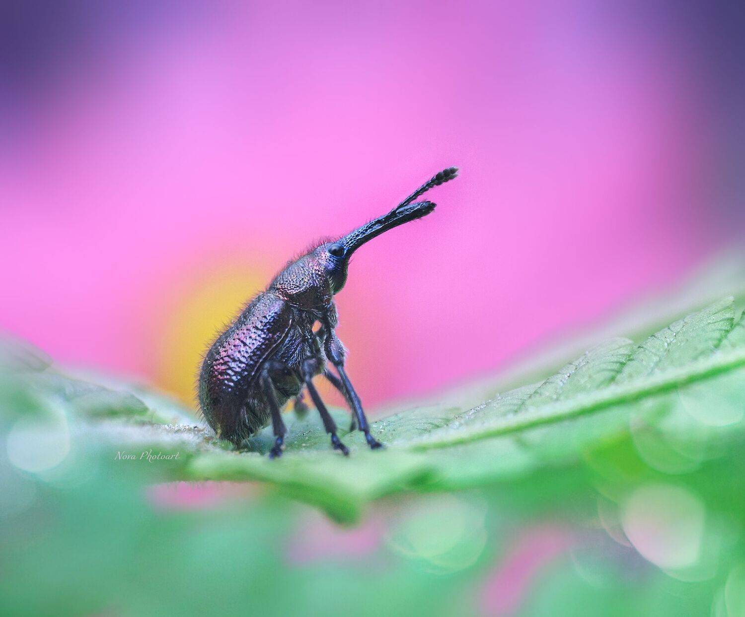 макрофотография, macro, макромир, макросъёмка, фотоприроды, nature, артфото, фотомакро, боке, мануальнаяоптика, макро, макрофото, макросъемка, долгоносик, Светлана Смирнова