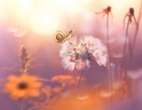 Растворяясь в закате