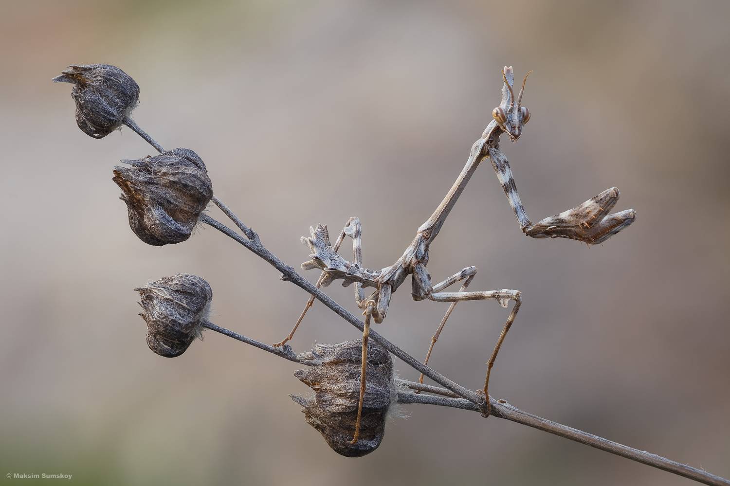 , Максим Сумской