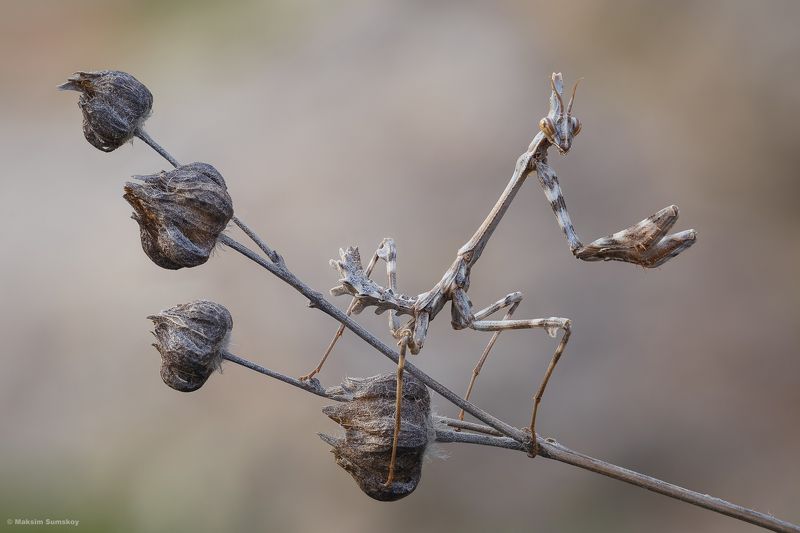 Эмпуза фото превью